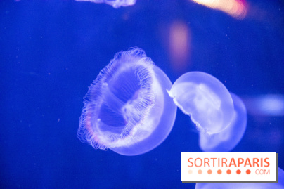 L'Aquarium de Paris ouvre son Médusarium
