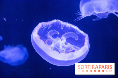 L'Aquarium de Paris ouvre son Médusarium