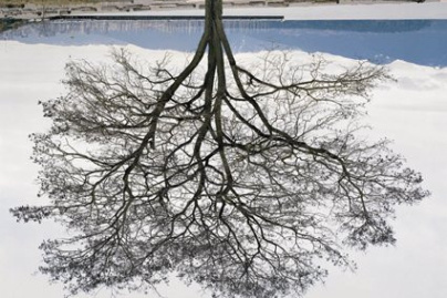Jeu de Paume, Jericho Beach Tree, Rodney Graham, 