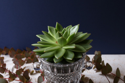 The Blond Cactus, quand le cactus passe en mode vintage