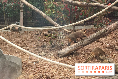 Parc Zoologique de Paris : les coatis roux