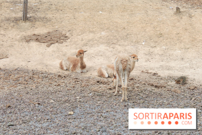 Parc Zoologique de Paris 2019