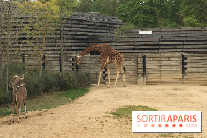 Parc Zoologique de Paris 2019