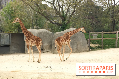 Parc Zoologique de Paris 2019