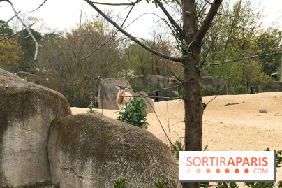 Parc Zoologique de Paris 2019