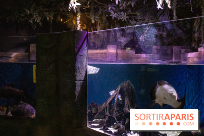 Les petits déjeuners avec les manchots de l'aquarium Sea Life