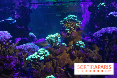 Les petits déjeuners avec les manchots de l'aquarium Sea Life