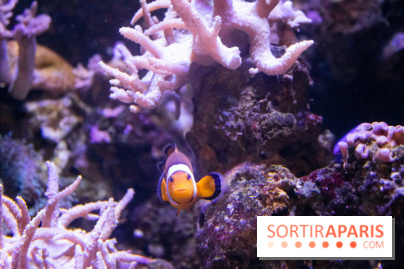 Les petits déjeuners avec les manchots de l'aquarium Sea Life