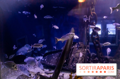 Les petits déjeuners avec les manchots de l'aquarium Sea Life