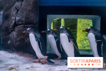 Les petits déjeuners avec les manchots de l'aquarium Sea Life