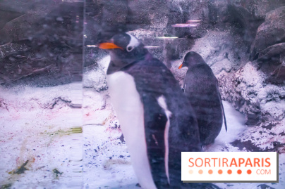 Les petits déjeuners avec les manchots de l'aquarium Sea Life