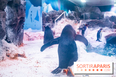Les petits déjeuners avec les manchots de l'aquarium Sea Life