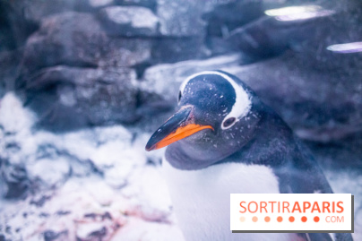Les petits déjeuners avec les manchots de l'aquarium Sea Life