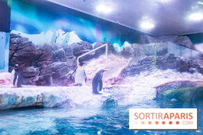 Les petits déjeuners avec les manchots de l'aquarium Sea Life