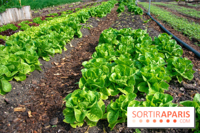 Le Château de Chambord fête ses 500 ans : le programme des festivités