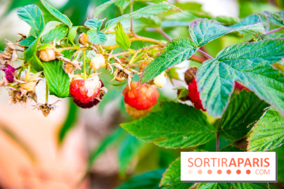 Le Château de Chambord fête ses 500 ans : le programme des festivités