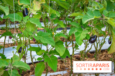 Le Château de Chambord fête ses 500 ans : le programme des festivités