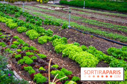 Le Château de Chambord fête ses 500 ans : le programme des festivités