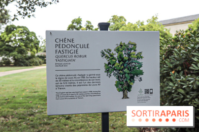 Le parcours des Arbres Admirables dans le domaine du château de Versailles
