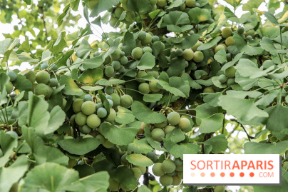 Le parcours des Arbres Admirables dans le domaine du château de Versailles