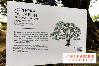 Le parcours des Arbres Admirables dans le domaine du château de Versailles