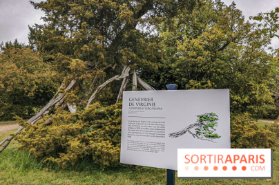 Le parcours des Arbres Admirables dans le domaine du château de Versailles