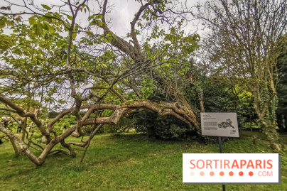 Le parcours des Arbres Admirables dans le domaine du château de Versailles