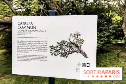 Le parcours des Arbres Admirables dans le domaine du château de Versailles