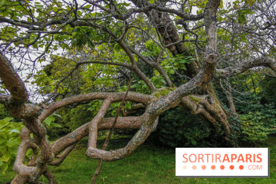 Le parcours des Arbres Admirables dans le domaine du château de Versailles
