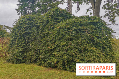 Le parcours des Arbres Admirables dans le domaine du château de Versailles
