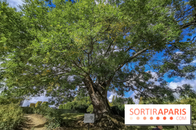 Le parcours des Arbres Admirables dans le domaine du château de Versailles