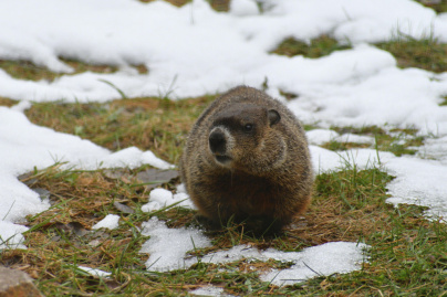 Encore six semaines d'hiver : les prédictions météo de Phil, la marmotte de Punxsutawney (USA)