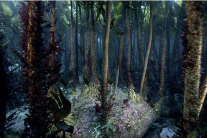 Algues marines, l'exposition fascinante à l'Aquarium tropical de la Porte Dorée