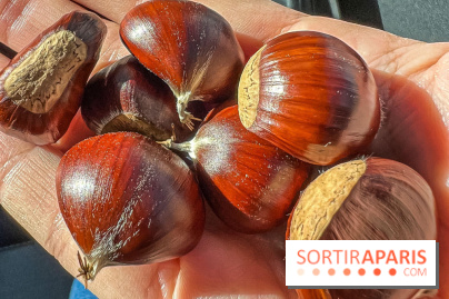 Fruit d'automne : marron ou châtaigne, comment reconnaître les fruits comestibles en forêt