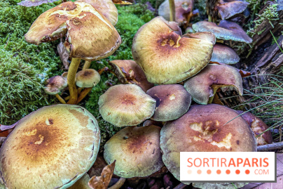 Cueillette des champignons : comment être sûr que notre récolte est comestible ?