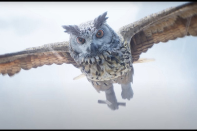 Hogwarts legacy trailer