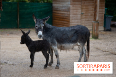 Campanile Val de France : nos photos