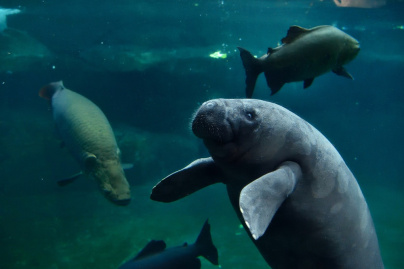 Le Parc Zoologique de Paris accueille une nouvelle pensionnaire aquatique