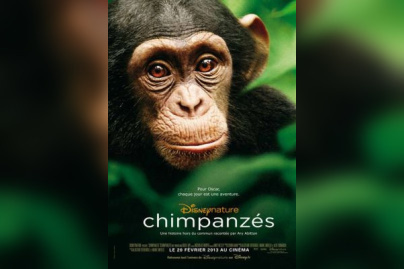 Chimpanzés