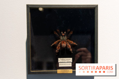 Araignées, Lucioles et Papillons au Musée en Herbe : nos photos