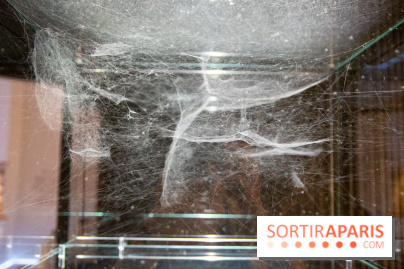 Araignées, Lucioles et Papillons au Musée en Herbe : nos photos