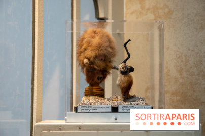 Araignées, Lucioles et Papillons au Musée en Herbe : nos photos