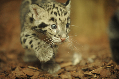 La Ménagerie du jardin des Plantes