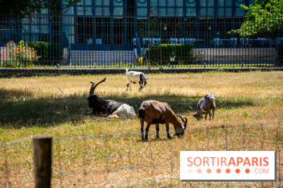 Le Waldorf Astoria Trianon Palace, un écrin royal au cœur du parc de Versailles