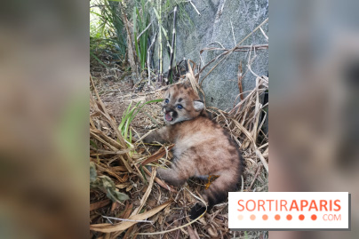 Naissances au Parc Zoologique de Paris
