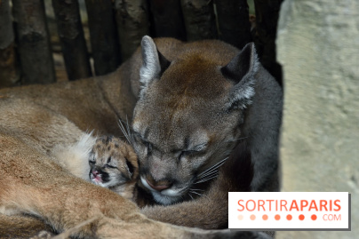 Naissances au Parc Zoologique de Paris
