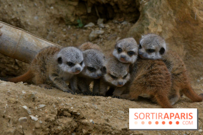 Naissances au Parc Zoologique de Paris