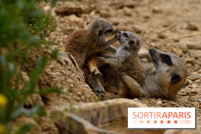 Naissances au Parc Zoologique de Paris