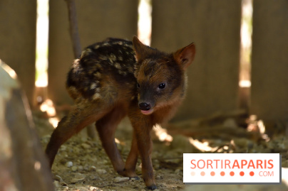 Naissances au Parc Zoologique de Paris