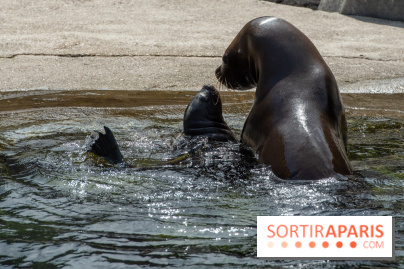 Naissances au Parc Zoologique de Paris
